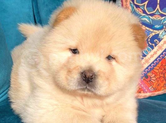 Evi̇ni̇zi̇n Neşesi̇ Pofuduk Chow Chow Yavrulari görsel