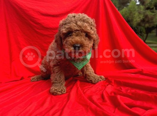 Orji̇nal Toy Poodle Yavrular görsel