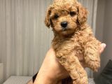 Ev Ortaminda Anne Altindan Mi̇nyatür Poodle Yavrulari