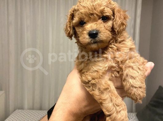 Ev Ortaminda Anne Altindan Mi̇nyatür Poodle Yavrulari görsel