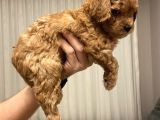Ev Ortaminda Anne Altindan Mi̇nyatür Poodle Yavrulari