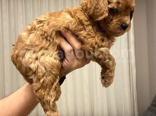 Ev Ortaminda Anne Altindan Mi̇nyatür Poodle Yavrulari görsel