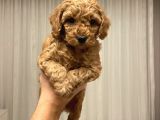 Ev Ortaminda Anne Altindan Mi̇nyatür Poodle Yavrulari