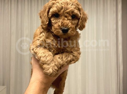 Ev Ortaminda Anne Altindan Mi̇nyatür Poodle Yavrulari görsel
