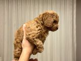 Ev Ortaminda Anne Altindan Mi̇nyatür Poodle Yavrulari