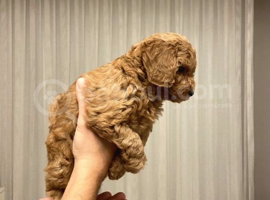 Ev Ortaminda Anne Altindan Mi̇nyatür Poodle Yavrulari görsel