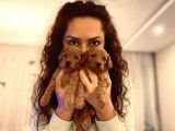 Ev Ortaminda Anne Altindan Mi̇nyatür Poodle Yavrulari
