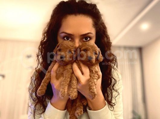 Ev Ortaminda Anne Altindan Mi̇nyatür Poodle Yavrulari