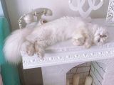 ACİLLL… Yetişkin Dişi ve Erkekler British Longhair