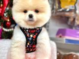 Irk Garantili Pomeranian Boo