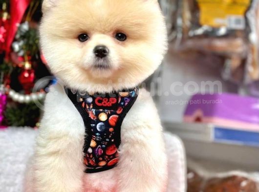 Irk Garantili Pomeranian Boo