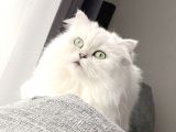 Aci̇lll… Yetişkin Dişi Ve Erkekler British Longhair