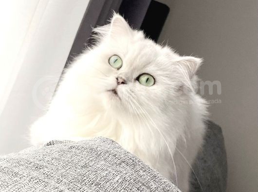 Aci̇lll… Yetişkin Dişi Ve Erkekler British Longhair görsel
