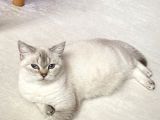 Aci̇lll… Yetişkin Dişi Ve Erkekler British Longhair
