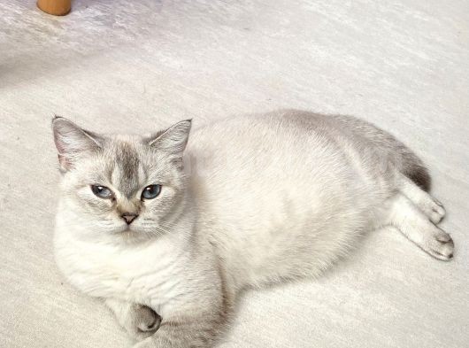 Aci̇lll… Yetişkin Dişi Ve Erkekler British Longhair görsel