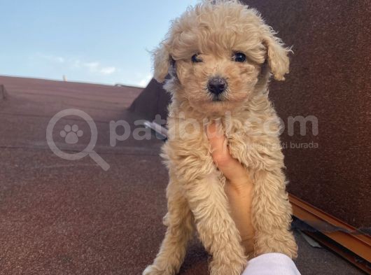 Çocuklarınıza En İyi Arkadaş Poodle Bebekler görsel