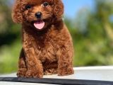 Mini Boy Orjinal Poodle Yavrular