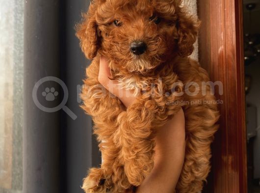 Ev Ortamında Poodle Bebekler görsel