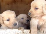 Baby Face Golden Retriever Yavruları