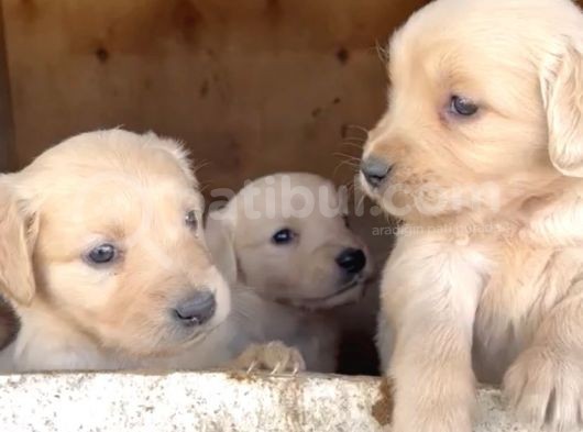 Baby Face Golden Retriever Yavruları