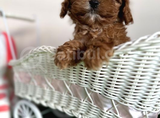 Cavapoo Tüy Dökmez Terapi Köpeği Safkan Orjinal Garantili görsel