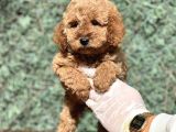 Bebek Surat Toy Poodle Yavrular