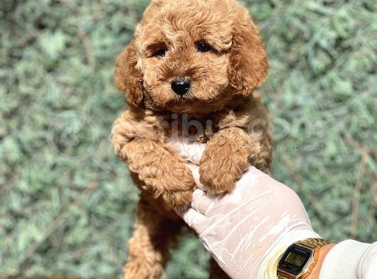 Bebek Surat Toy Poodle Yavrular görsel