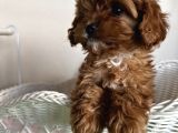 Cavapoo Tüy Dökmez Terapi Köpeği Safkan Orjinal Garantili