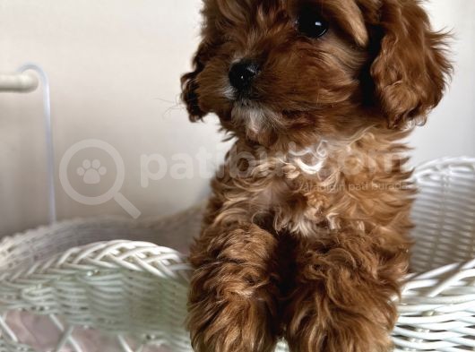 Cavapoo Tüy Dökmez Terapi Köpeği Safkan Orjinal Garantili