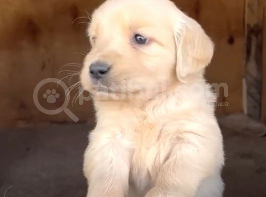 Baby Face Golden Retriever Yavruları görsel