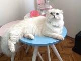 Aci̇lll… Yetişkin Dişi Ve Erkekler British Longhair