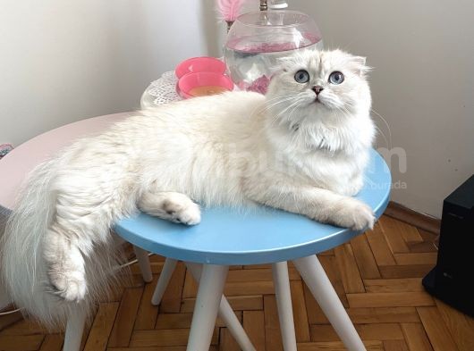 Aci̇lll… Yetişkin Dişi Ve Erkekler British Longhair görsel