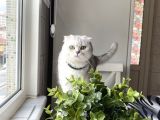 Aci̇lll… Yetişkin Dişi Ve Erkekler British Longhair