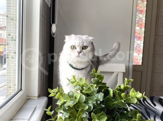 Aci̇lll… Yetişkin Dişi Ve Erkekler British Longhair görsel