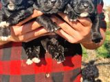 Siyah Renk Cane Corso Yavrularımız