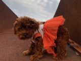Sağlık ve Irk Garantili Poodle Bebekler