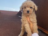 Sağlık Ve Irk Garantili Poodle Bebekler