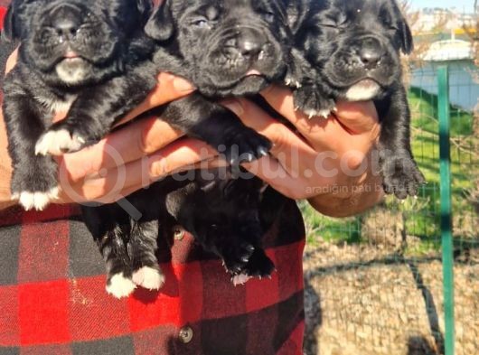 Siyah Renk Cane Corso Yavrularımız görsel
