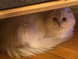 Aci̇lll… Yetişkin Dişi Ve Erkekler British Longhair