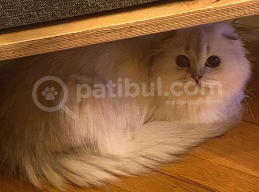 Aci̇lll… Yetişkin Dişi Ve Erkekler British Longhair görsel