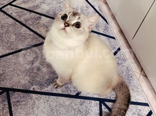 Aci̇lll… Yetişkin Dişi Ve Erkekler British Longhair görsel
