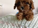 Cavapoo Tüy Dökmez Terapi Köpeği Safkan Orjinal Garantili