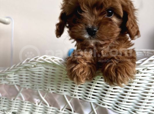 Cavapoo Tüy Dökmez Terapi Köpeği Safkan Orjinal Garantili görsel