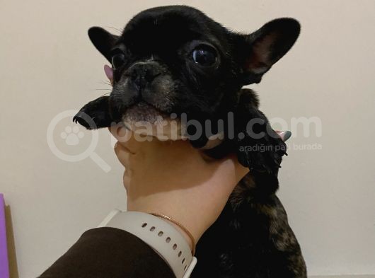 Siyah Renk French Bulldog