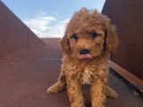 Çocuklarınıza En İyi Arkadaş Poodle Bebekler