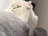 Aci̇lll… Yetişkin Dişi Ve Erkekler British Longhair