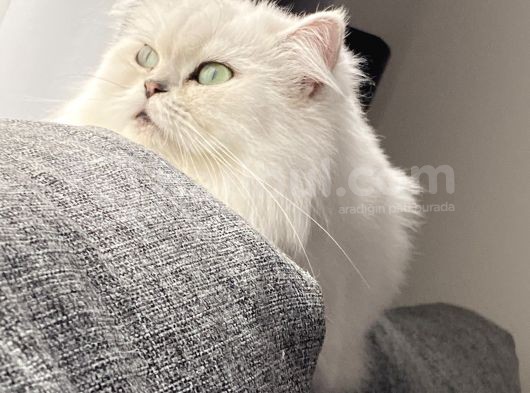 Aci̇lll… Yetişkin Dişi Ve Erkekler British Longhair görsel