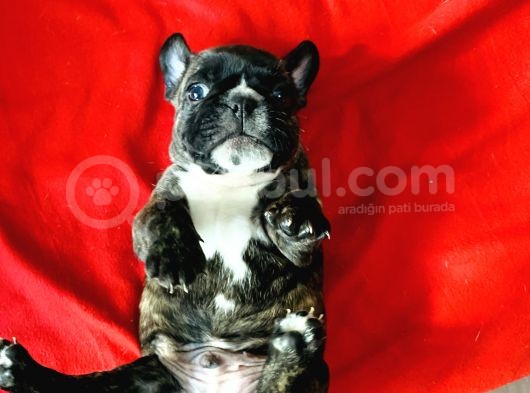 Orji̇nal Show Kali̇te Fransiz Yavrular French Bulldog görsel