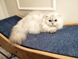 Aci̇lll… Yetişkin Dişi Ve Erkekler British Longhair