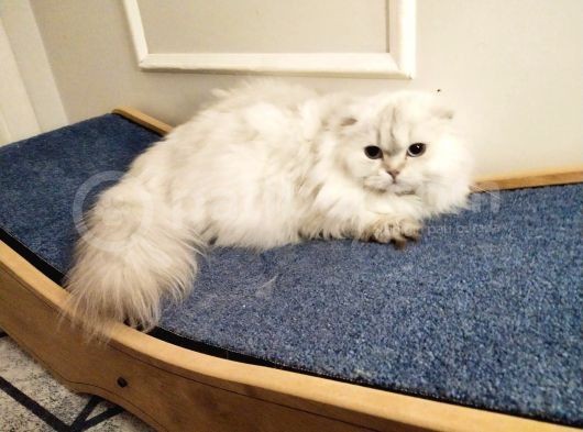 Aci̇lll… Yetişkin Dişi Ve Erkekler British Longhair görsel